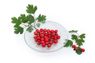 Fruits of hawthorn on saucer and twigs on white background