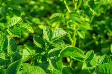 Fototapeta na wymiar potato bushes grow on a potato farm. potato cultivation concept. green potato leaves background