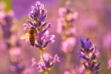 Honey bee collects nectar on a lavender flower.