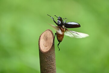 クワガタムシの雌が飛ぶ瞬間
