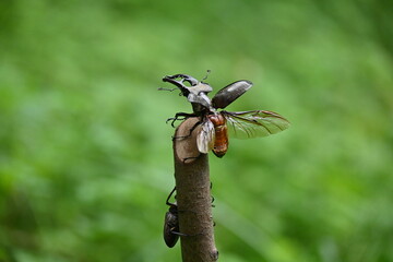 ミヤマクワガタの雄が飛ぶ瞬間