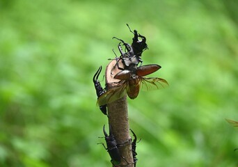 ミヤマクワガタの雄が飛ぶ瞬間