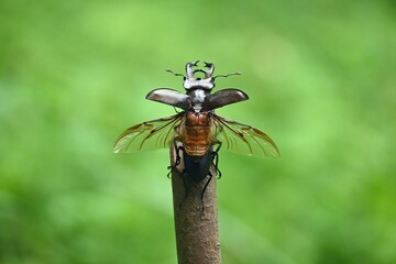 ミヤマクワガタの雄が飛ぶ瞬間