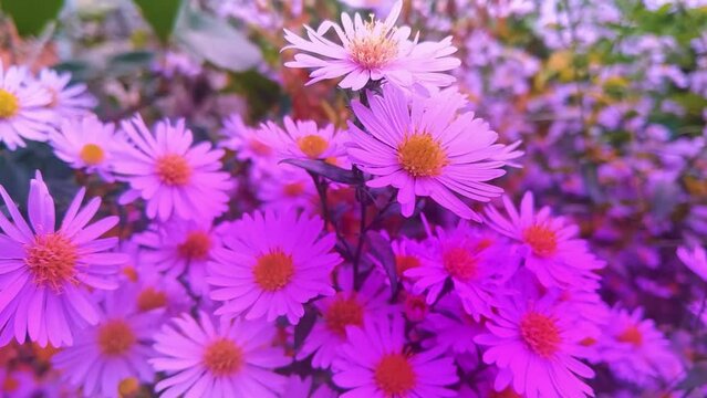  Vibrant bright purple garden flowers