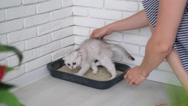 A woman is trying to accustom a kitten to a tray. The owner teaches the Scottish fold cat to go to the toilet.