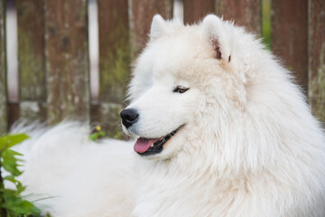 White Samoyed puppy sits on the green grass. Dog in nature, a walk in the park