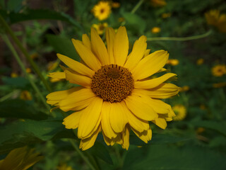 yellow flower close-up