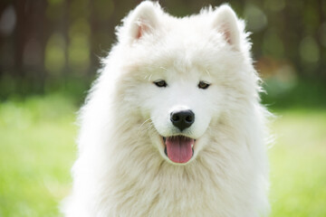 White Samoyed puppy sits on the green grass. Dog in nature, a walk in the park