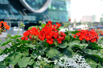 Bright red and pink blooming geranium flowers on the streets of a modern city close-up. Pelargonium.