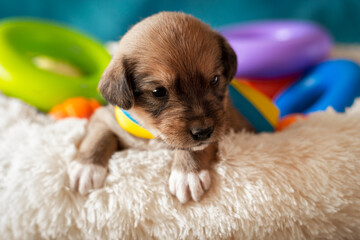 Funny one month old puppy with bright toys.Brown puppy with protruding tongue.Photo session of a...