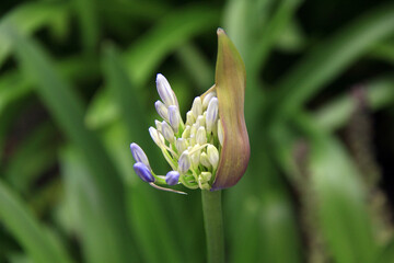 éclosion de la fleur