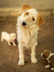 Funny shaggy dog with his puppies. The gaze of a bearded dog. Mother dog protecting her children