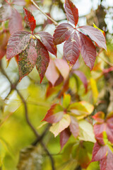 Multicolored leaves of wild grapes in autumn. Red and green leaves of Parthenoc ssus quinquefolia Virginia creeper . Autumn natural background
