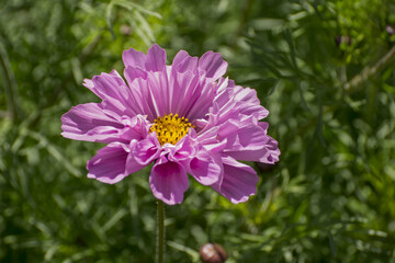 Obraz premium A pretty pink cosmos flower peony cosmos