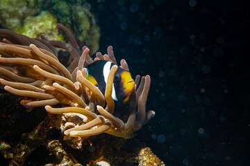 popular species Clark's anemonefish hide in bubble tip anemone, animal move tentacles in flow and...