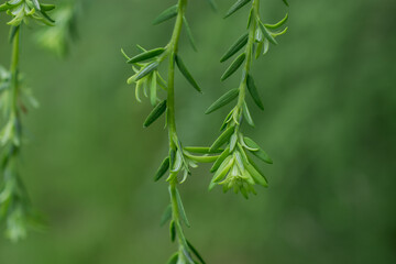 Beautiful fresh green pine needles natural backgrond