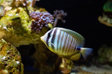 Desjardin's sailfin tang shine in live rock reef marine aquarium design, demanding species for experienced aquarist require care, popular pet in LED actinic blue low light, dark blurred background