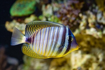 Desjardin's sailfin tang shine in dark blurred background, hard to keep and demanding species for experienced aquarist require care in reef marine aquarium, popular pet in LED actinic blue low light