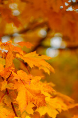 Yellow maple leaves on the branches. Autumn nature background with maple tree leaves. Copy space