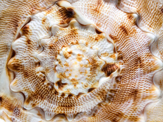 Macro shot of a sea shell as an abstract texture background. High resolution image, perfect for interior decoration in Healing by Nature Fine Art Design style.