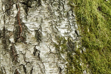Birkenrinde mit Moos - Hintergrund