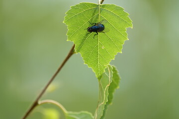 Fliege auf Birkenblatt