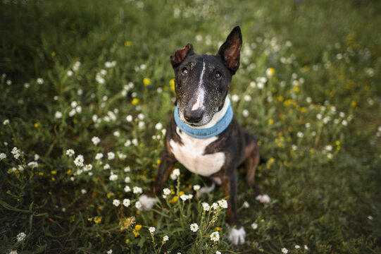 senior bull terrier dog in a collar, sitting on grass outdoors in summer
