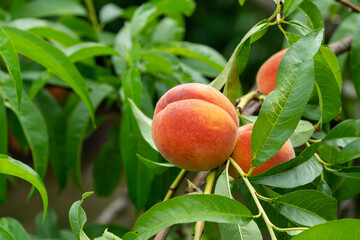 peach fruit on a peach tree