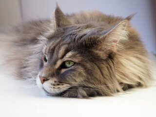 Lying gray Maine Coon cat