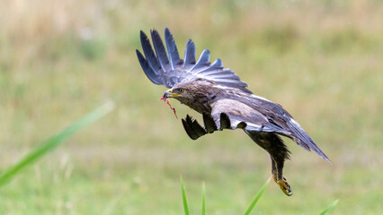 Schreiadler mit Beute