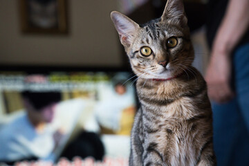 こちらを不思議そうに覗き込む子猫