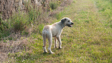 Perro gris de espaldas en camino rural 