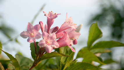 arbusto de flores rosas