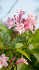 arbusto de flores rosas