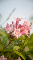 arbusto de flores rosas