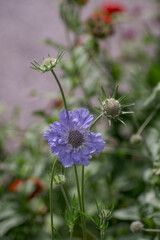 Close up purple, blue wildlife flower Knautia arvensis.