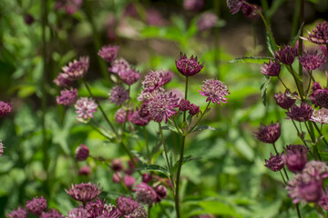 flowers in the garden