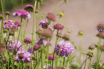 Close up purple, blue wildlife flower Knautia arvensis.