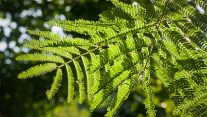 Ramas de hojas verdes de árbol