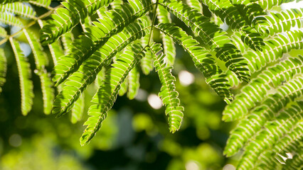 Ramas de hojas verdes de árbol