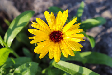 Close-up to yellow Cape marguerite in the flowerbed