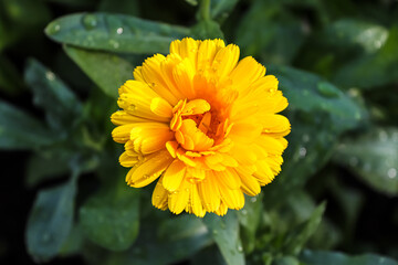 Close-up on Calendula flower in the garden