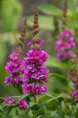 Purple Toadflax - Linaria purpurea .Tall Purple Flower