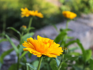 Close-up on Calendula flower in the garden