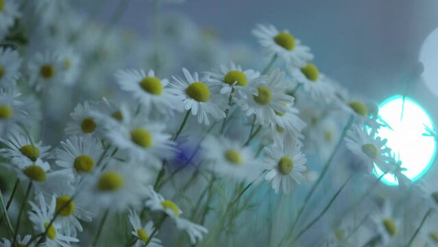 Roadside flower beds at night, white blooms, colorful traffic lights