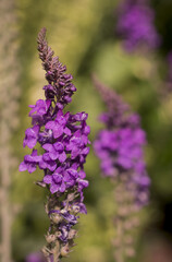 Purple Toadflax - Linaria purpurea .Tall Purple Flower