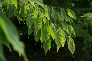 Closeup of green fresh spring leaf