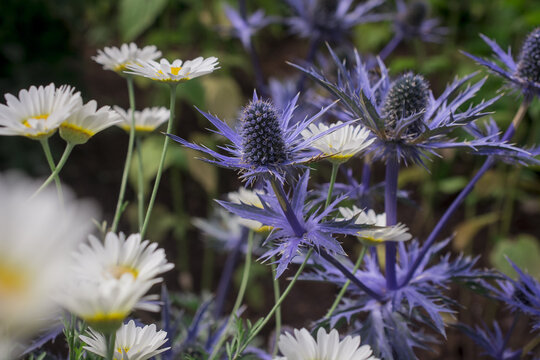 The thistle-like flowers and buds of Eryngium bourgatii Picos Blue close up.