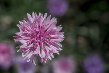  Purple, blue ,pink wildlife cornflowers ,Knautia arvensis.