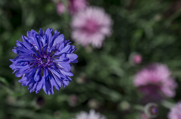  Purple, blue ,pink wildlife cornflowers ,Knautia arvensis.